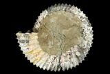 Iridescent, Jurassic Ammonite Fossil - Russia #181233-1